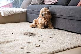 carpet cleaning services in topeka