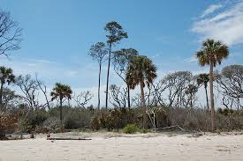 Drive Out To Amelia Island Review Of Big Talbot Island