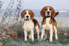 They were known as slow, short dogs with outstanding noses. Beagle Dog Breed Information