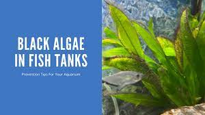 black algae in fish tank causes