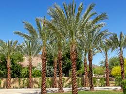 Palm Trees For Arizona Where To Plant