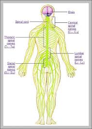 Human Body Nerves Anatomy System Human Body Anatomy