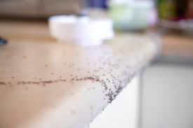 how to get rid of ants in the kitchen