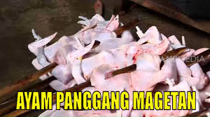 Jenis ayam yang ditawarkan ada berbagai macamdok: Ayam Panggang Magetan Yang Hanya Dijual Di Rumah Warga Desa Gandu Ragam Indonesia 25 12 20 Youtube