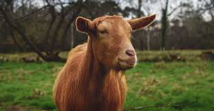 Golden Guernsey Goat Breed Info Characteristics Breeding