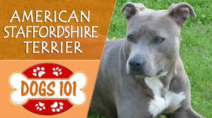 Looking for a good home for our 9 week old male terrier. Dogs 101 American Staffordshire Terrier Top Dog Facts About The American Staffordshire Terrier Youtube