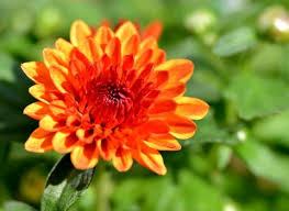 Chrysanthemums: How to Plant and Grow Mums | The Old Farmer's ...