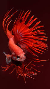 magnificent red betta iphone