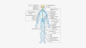 Labeled nervous system diagram | brain anatomy, nervous. Diagram Of The Human Nervous System Peripheral Nervous System Transparent Png 350x389 Free Download On Nicepng