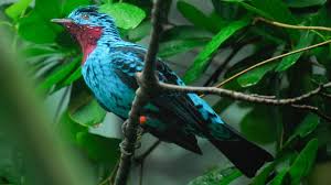 15 most colorful birds in the world