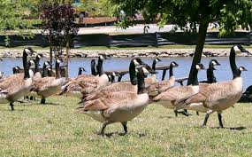 You can do so by installing a motion sensor by your pond that triggers a water. Georgia Advises Patience With Canada Geese Feds Want To Destroy Nests Eggs Year Round Saportareport