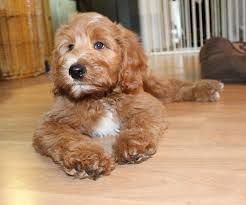 The puppies will be socialized to many different sounds, textures, daily situations, other animals, and people of all ages including children. Archie The English Goldendoodle From Moss Creek Goldendoodles Goldendoodle Puppy Goldendoodle English Goldendoodle