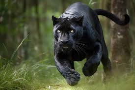 black jaguar images browse 89 714