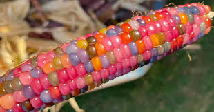 grow your own rainbow glass gem corn