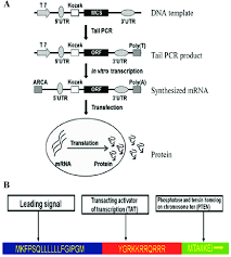 Flow Charts Of Pten Mrna Synthesis In Vitro And The Design