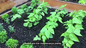 growing green beans in garden beds and