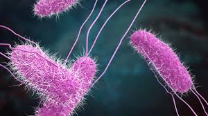 While some of the infections can be easily treated, some of. Perguntas Mais Frequentes Produtos Anti Salmonella