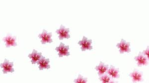 Flowers floral rings image rings jewelry floral transparent. Transparent Background Flowers Hibiscus Gif Transparentbackgroundflowers Background Flowers Flower Backgrounds Transparent Background Beautiful Rose Flowers