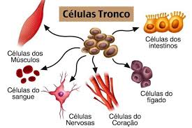 Resultado de imagem para celulas tronco fotos