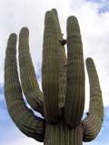 Is It Illegal to Take Dead Saguaro Cactus in Arizona?