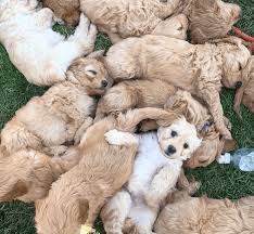 Puppies are a lot of things: 11 Piles Of Puppies That Will Completely Make Your Week