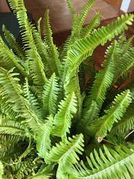Kimberley queen fern (Nephrolepis obliterata) Flower, Leaf, Care, Uses -  PictureThis