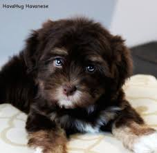The havapoo is a cross between the havanese and the poodle (standard, miniature or teacup). Havahug Havanese Puppies Havahug Havanese Puppies Of Michigan