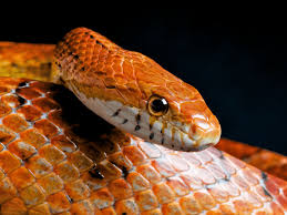 how to care for pet corn snakes tanks