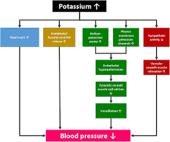 tary potium in hypertension