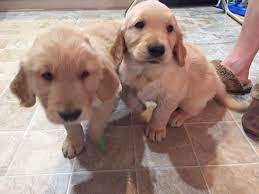 In the uk you won't get a lot of change from £1000 for a purebred goldie pup. Golden Retriever Puppy For Sale In Colorado Springs Co Adn 31337 On Puppyfinder Com Gender Male Ag Golden Retriever Puppy Golden Retriever Puppies For Sale