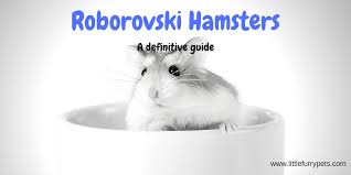 Roborovski Dwarf Hamster All You Need To Know Little