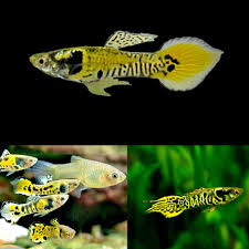 Blue star endlers livebearer breeding pair live fish usa breeder. Guppy Endler Yellow Tiger Male 2cm Aquarium Central