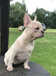 Free to post an ad. Akc Blue Merle And Tan Platinum French Bulldog Female Frenchieforsale Frenchie4sale Frenchbulldogforsale French French Bulldog Blue Merle Frenchie Bulldog