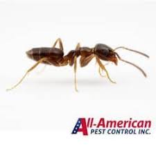 Some truly effective treatments can penetrate and destroy nests to help prevent these pests from returning. How To Deal With Ants In The Kitchen