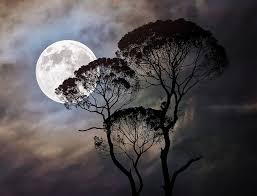 moon tree dark moonlight night