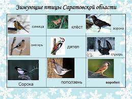PPT - Проект на тему: «Птицы зимой» Руководитель проекта: Атнишкина А. А.  2009-2010 учебный год PowerPoint Presentation - ID:5588108