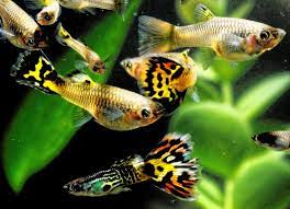 top freshwater fish for beginners petmd