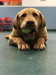 We specialize in helping small dogs in the greater kansas city area including both missouri and kansas. Kansas City Mo Labrador Retriever Meet Dreyfus A Dog For Adoption Kitten Adoption Dog Adoption Labrador Retriever