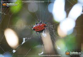 Check spelling or type a new query. Spinybacked Orbweaver Gasteracantha Spp
