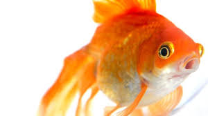 Bbc Earth Four Secrets Your Goldfish Is Hiding From You