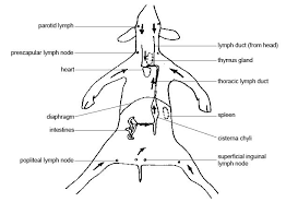 Anatomy And Physiology Of Animals Lymphatic System