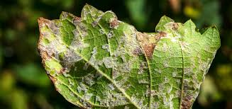 best fungicide for powdery mildew
