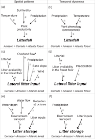 plant litter dynamics in the forest