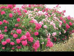 flower carpet tree roses