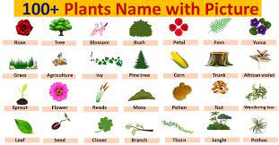 100 plants names in english with