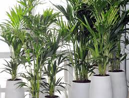 In der wissenschaft sind die palmen noch als die prinzessen der pflanzenwelt bekannt. Kentiapalme Howea Forsteriana Mein Schoner Garten