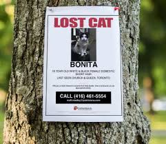 He belongs to the morrises down the street. Lost Pet Poster Generator 24petwatch