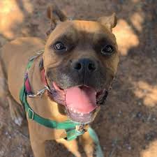 Boxer information including personality, history, grooming, pictures, videos, and the akc breed standard. Male Boxer American Staffordshire Terrier Mixed Named Billy Available For Adoption