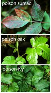 poison ivy prevention natural ways to
