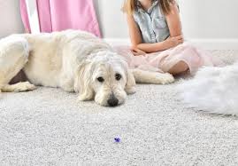 the carpet and rug insute